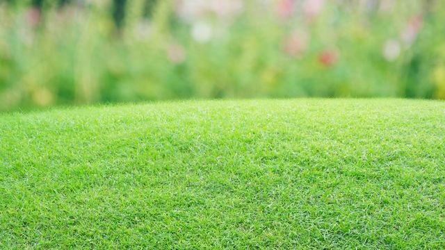 Comment bien entretenir son gazon